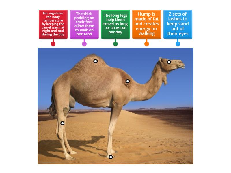 Camel Diagram - Labelled diagram