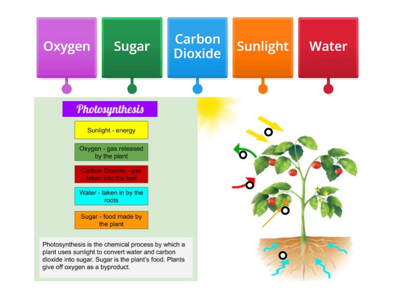 location of photosynthesis label the image below