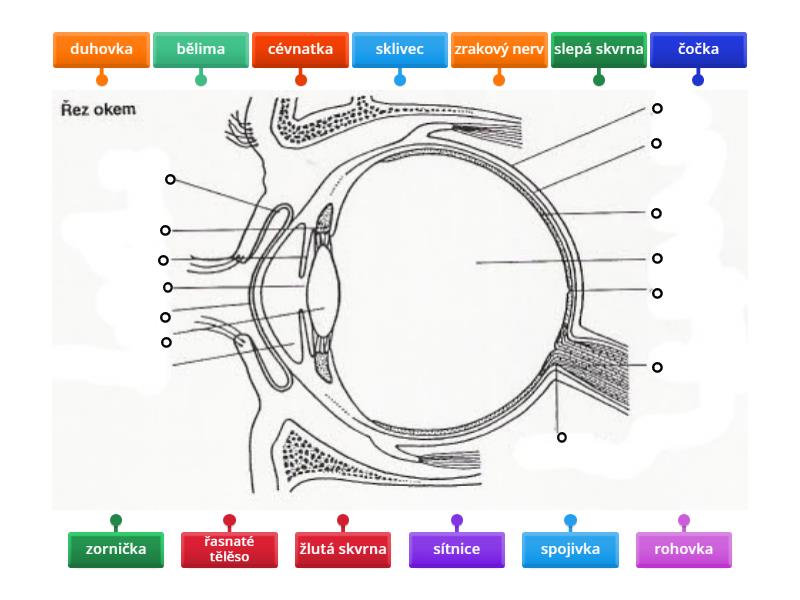 Stavba Oka - Labelled diagram