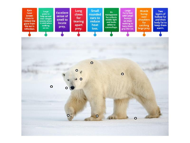 A polar bear's adaptation Year 6 - Labelled diagram