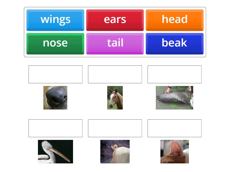 Beehive 1 unit 5 animals' bodies - Match up
