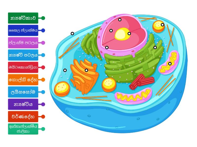 Grade 10 unit 6 Animal ,plant Cell - Labelled diagram