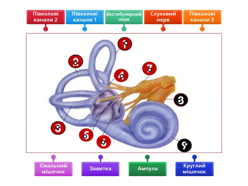 Вестибулярний апарат - Labelled diagram