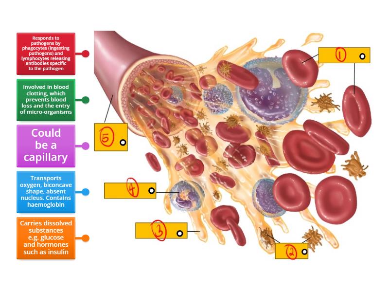 BLOOD FUNCTIONS INCLUDE visual data 2