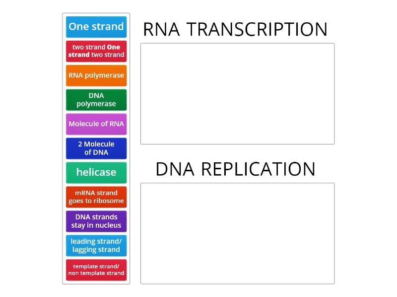 describe how the process of transcription is different from dna replication