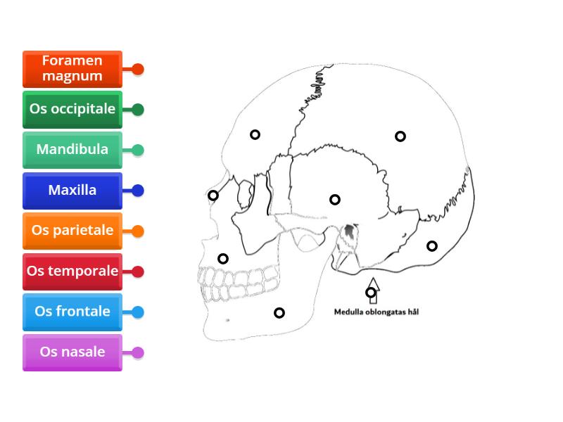 Kranium Labelled Diagram