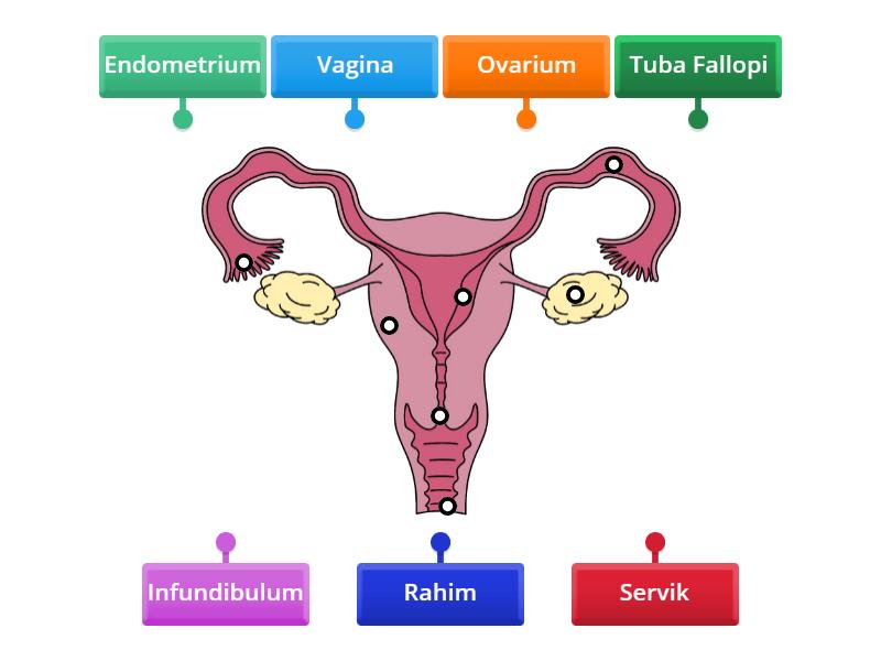 Organ Reproduksi Pada Perempuan - Labelled diagram