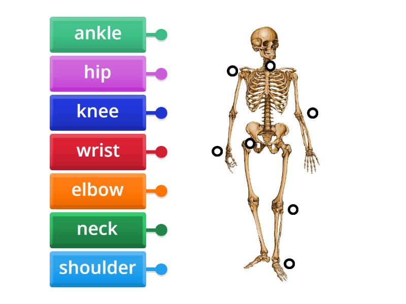 Joints - Labelled diagram