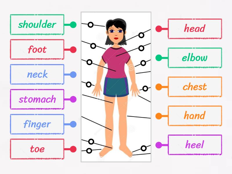 Parts of the body - Labelled diagram