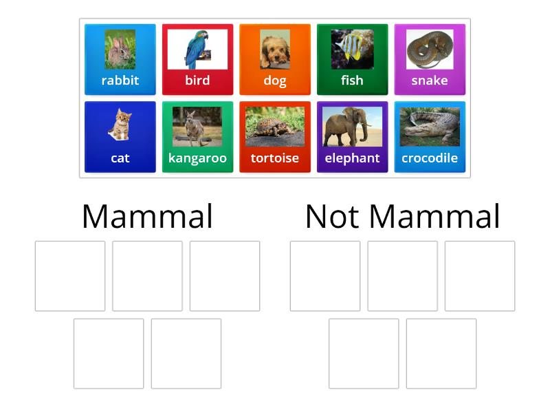 Is it a Mammal? - Group sort