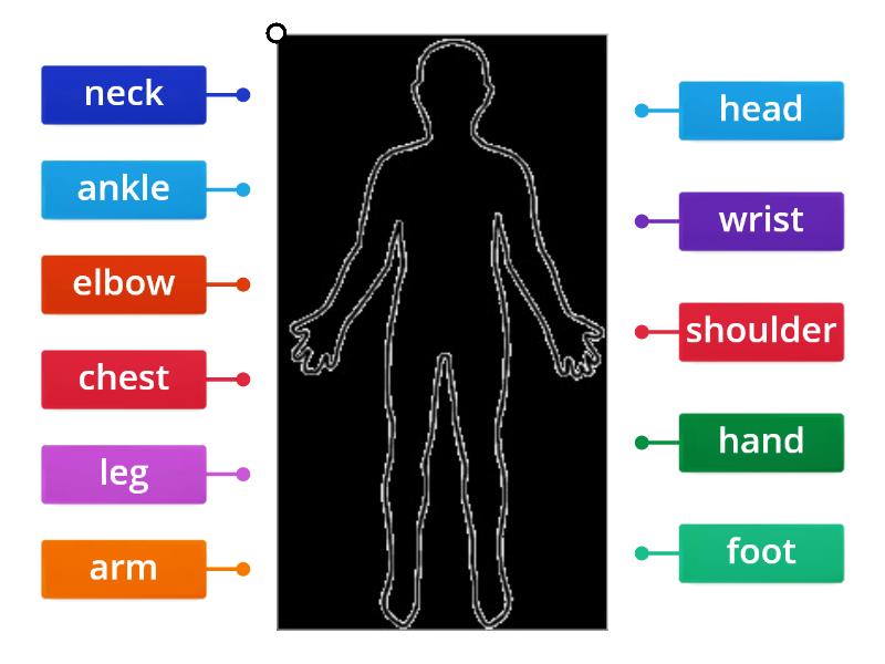 Human body - Labelled diagram