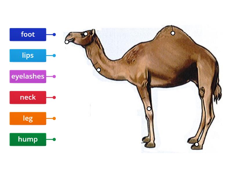 Camel - Labelled diagram