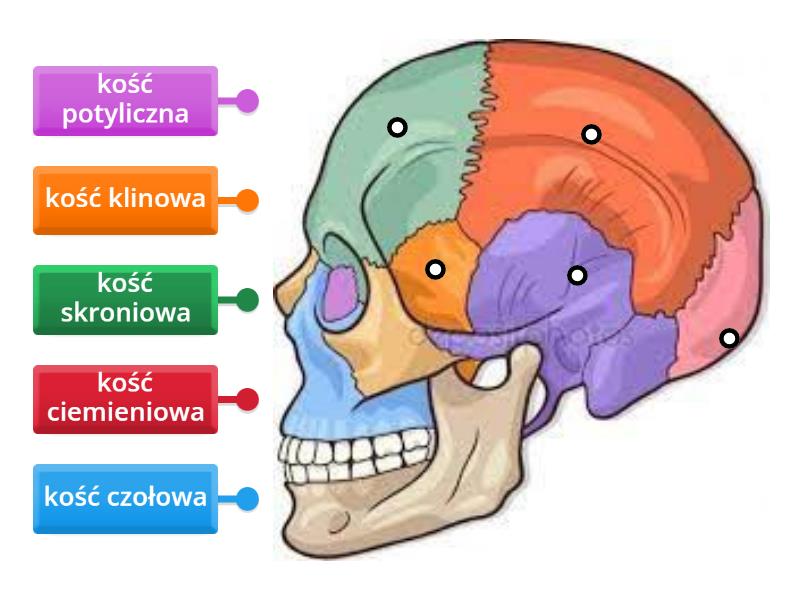 Ko Ci M Zgoczaszki Rysunek Z Opisami