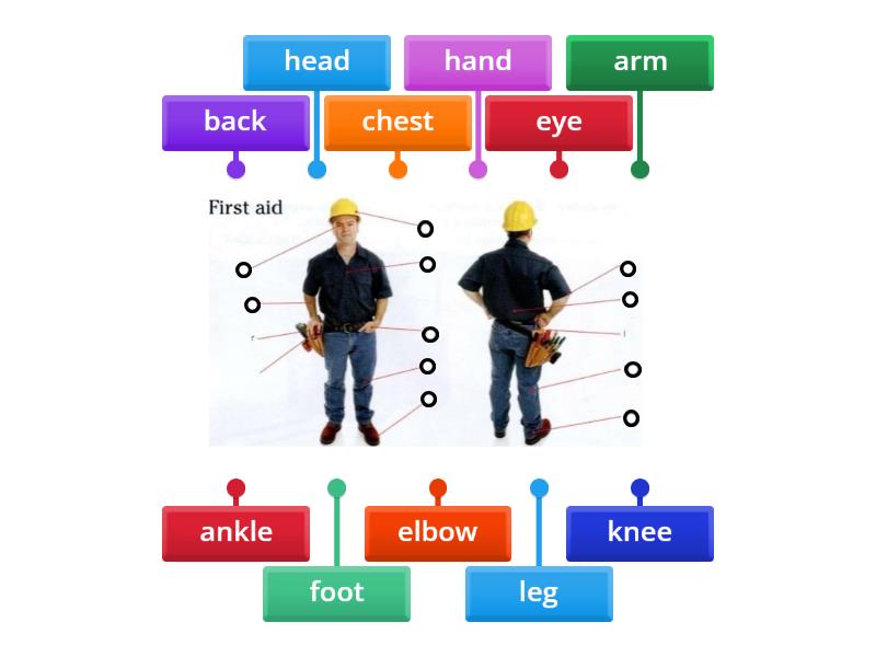 parts of the body Biology Diagrams