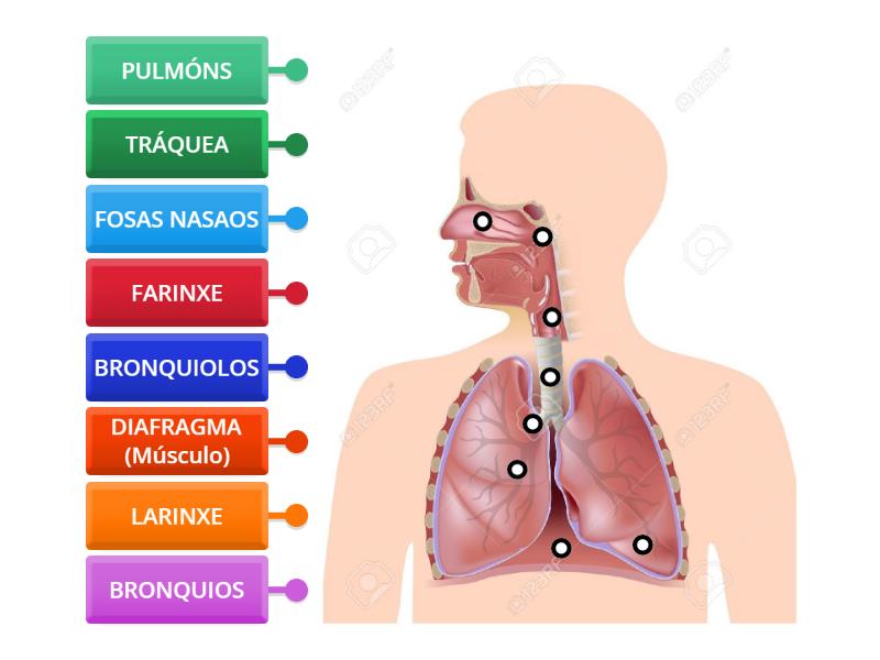 Sistema Respiratorio (galego) - Labelled Diagram