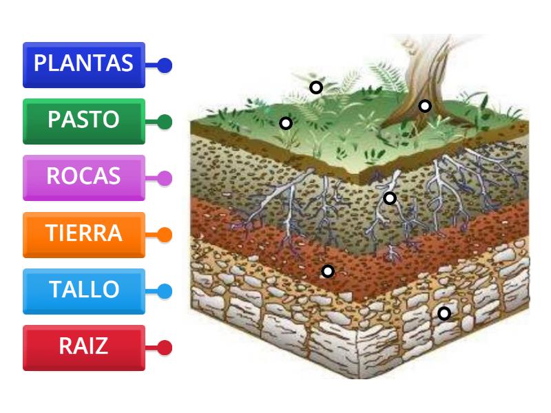 PARTES DEL SUELO - Labelled diagram