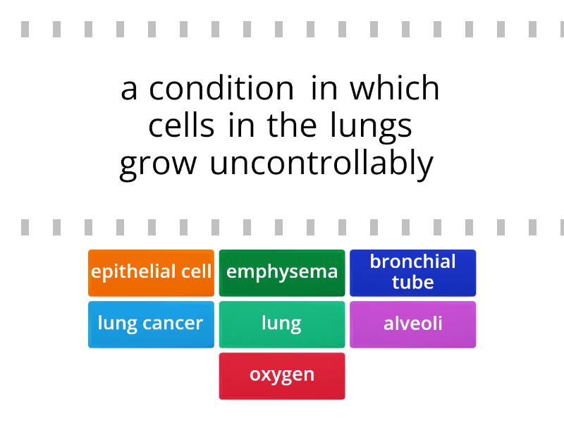 3. The Respiratory System - Find the match