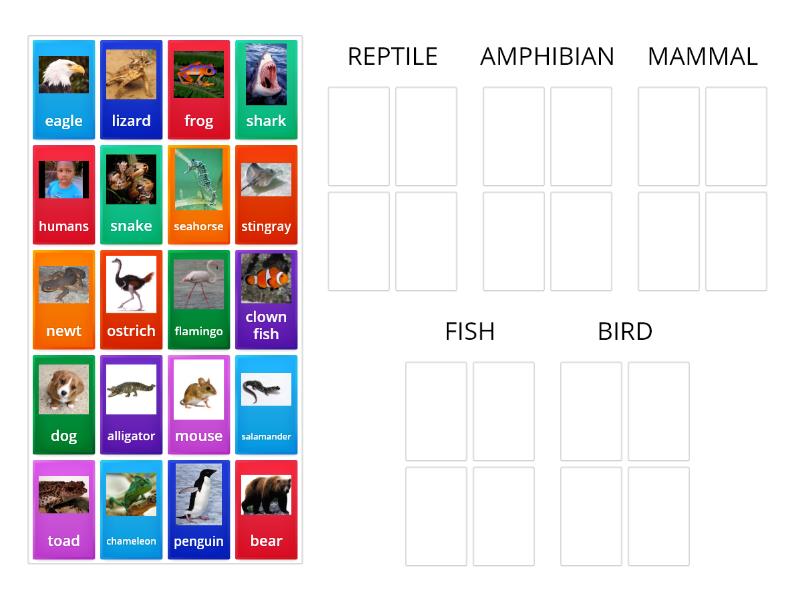 Classifying Animals Sort - Group sort