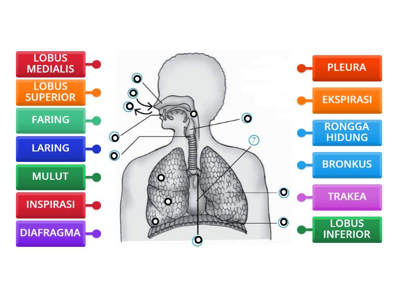 SISTEM RESPIRASI MANUSIA - Labelled diagram