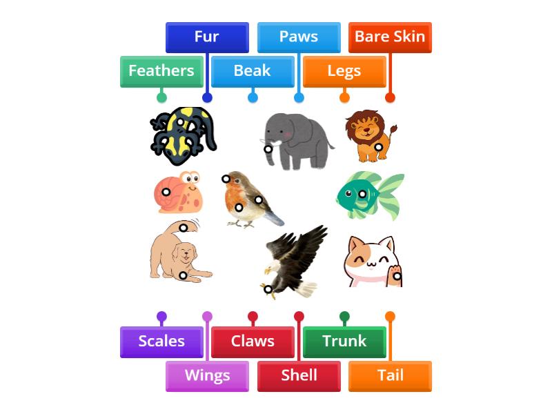 Animal Body Parts - Labelled diagram
