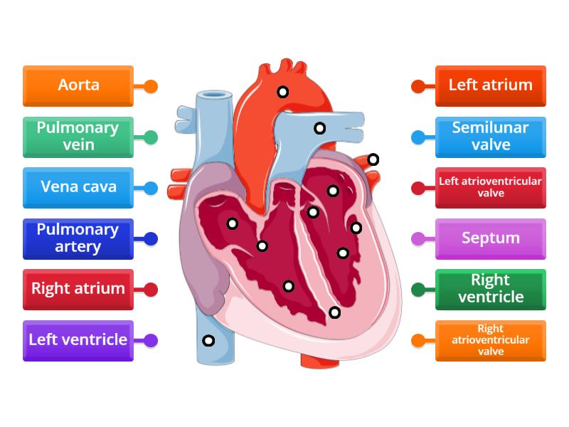 IGCSE The heart diagram - Labelled diagram