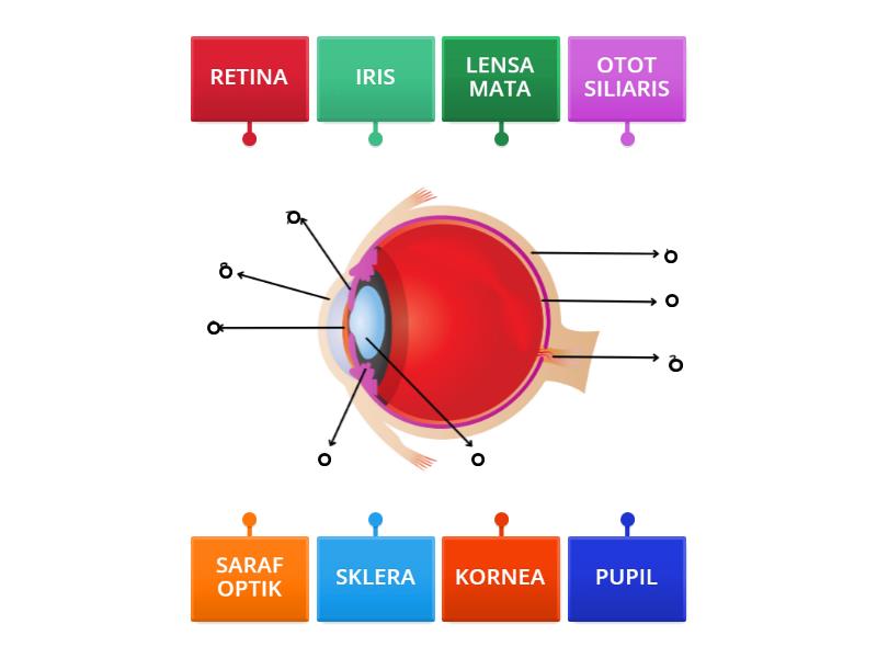 PASANGKAN BAGIAN MATA GAYA BELAJAR AUDIO VISUAL - Labelled diagram