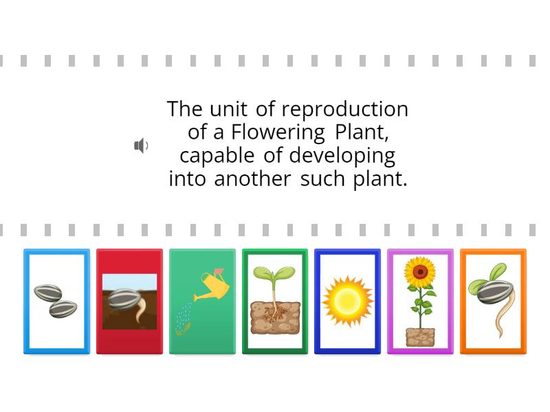 flowering-plant-life-cycle-2-find-the-match