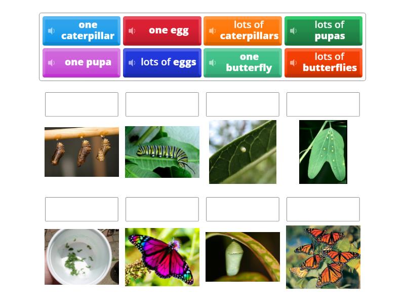 Lifecycle of a Butterfly - Match up