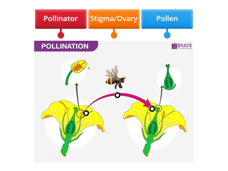 Pollination - Labelled diagram