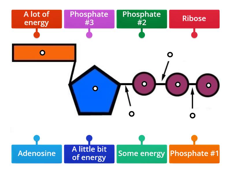 Labeling an ATP Molecule - Labelled diagram