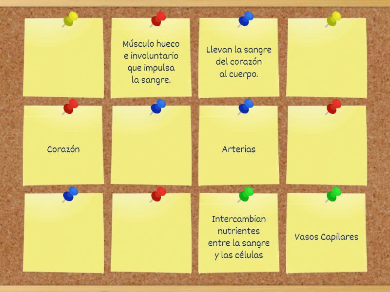 Sistema Circulatorio Funciones De Sus Rganos Parejas