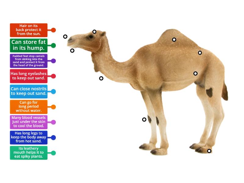 Adaptation - Camel - Labelled diagram