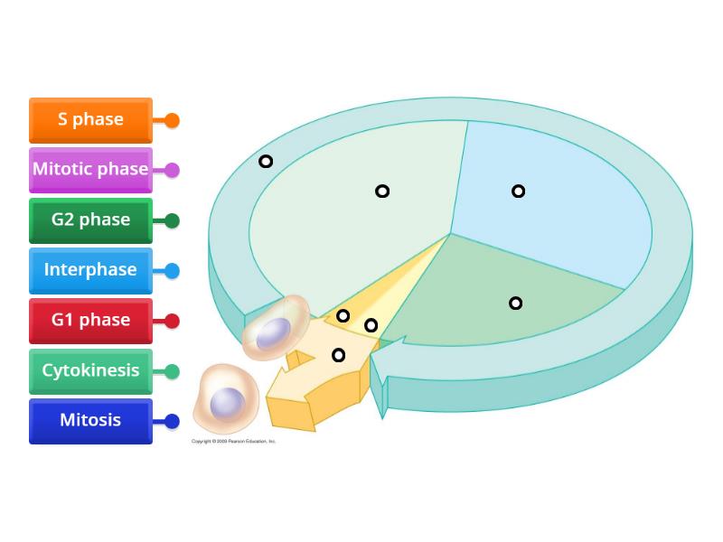 Cell Cycle Diagram - Labelled diagram