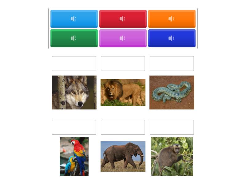 TIMBRE (ANIMAIS DA SELVA) - Match up