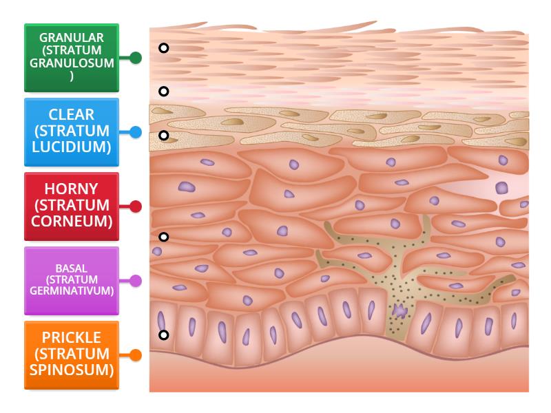 Epidermis Layers - Labelled diagram