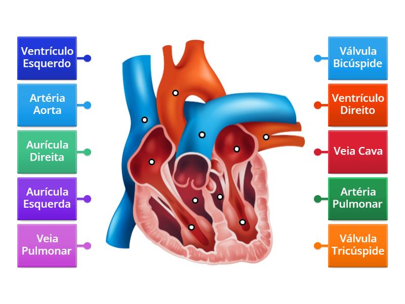 Sistema Cardiovascular - Labelled diagram