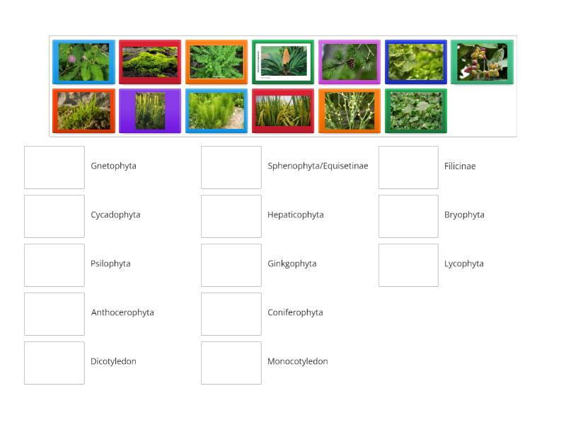 Klasifikasi Plantae - Match up