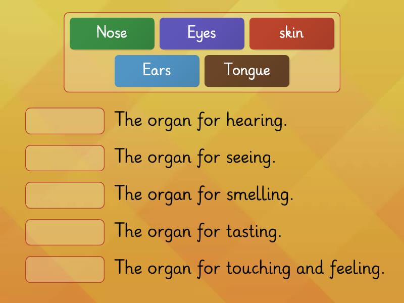 the-5-sense-organs-samhotep