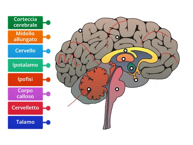 Parti Dell'encefalo - Labelled Diagram