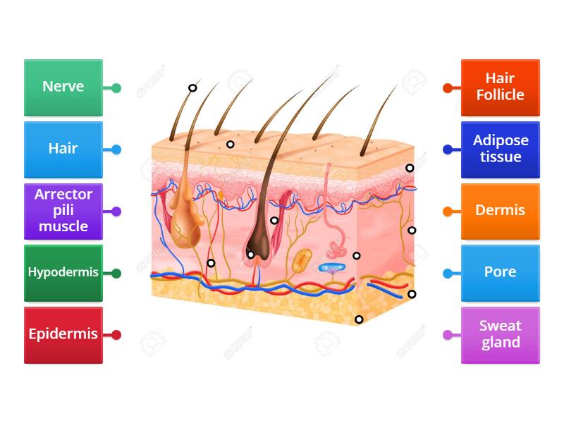 INTEGUMENTARY SYSTEM - Game 4 - Labelled diagram