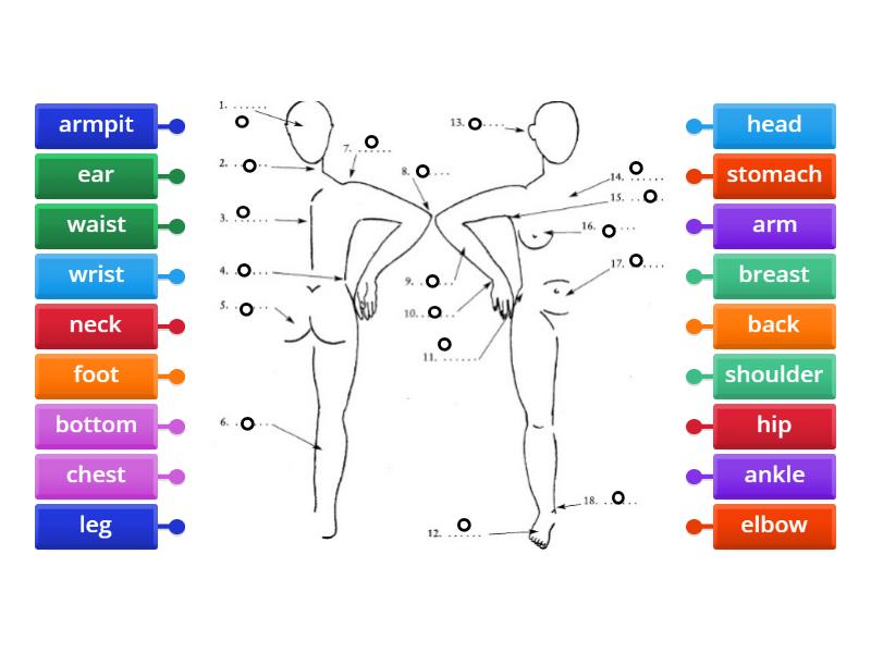 the body - Labelled diagram