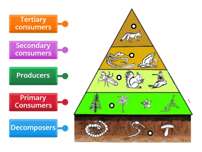 Label Trophic Levels - Labelled diagram