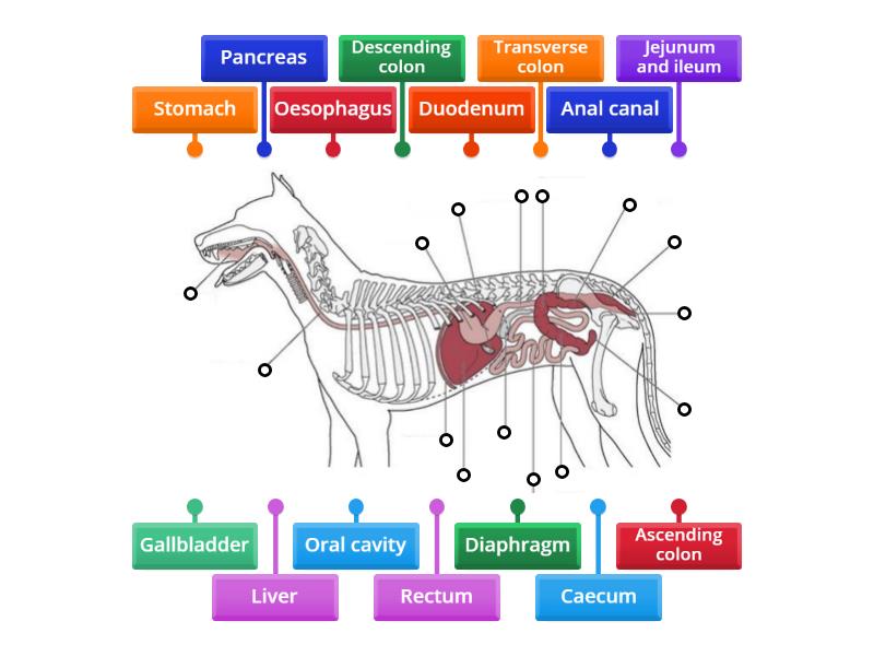 Digestive tract - Labelled diagram