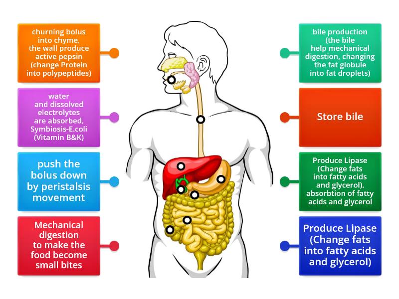 Digestive System - Fat Digestion - Labelled diagram