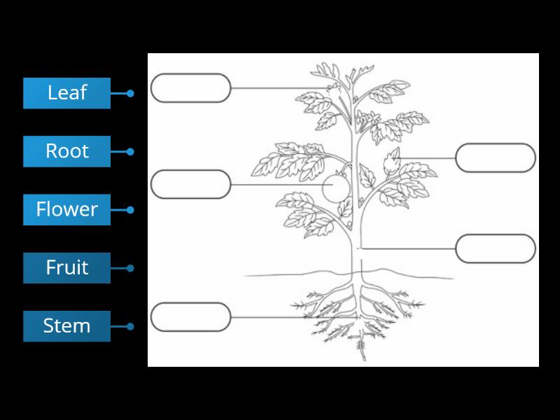 Parts of a plant - Labelled diagram