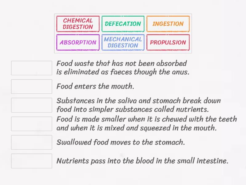 Stages Of Digestion Match Up