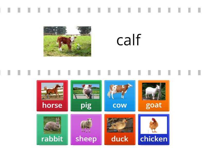 Baby Animals and Their Parents Match - Cada oveja con su pareja