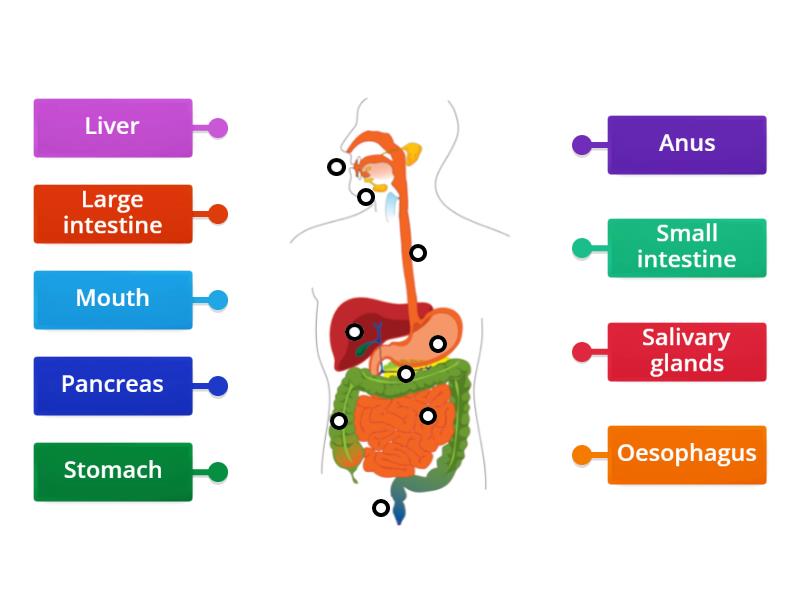 Digestive system Biology Diagrams