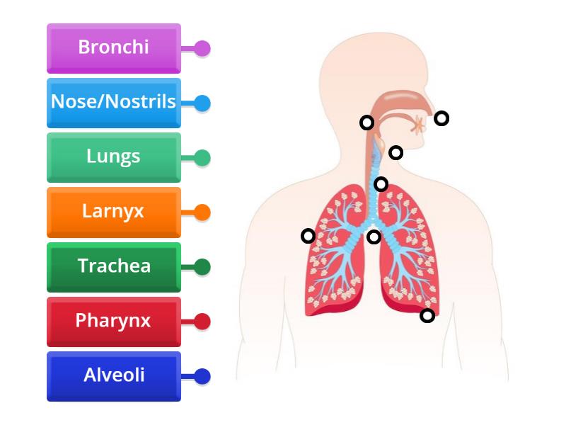 Label the Respiratory System - Labelled diagram