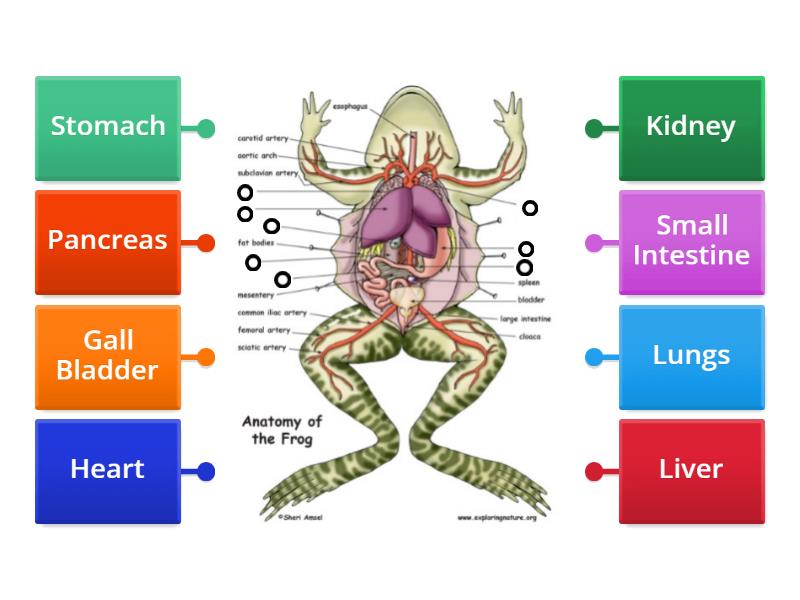 Label the Missing Frog's Anatomy - Diagrama con etiquetas